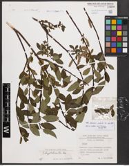 Salix bicolor Ehrh. ex Willd.